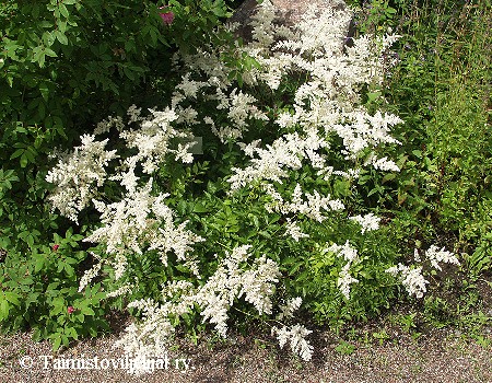 Astilbe Arendsii Brautschleier